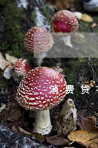 消费贷有逾期但已结清 消费贷有逾期但已结清