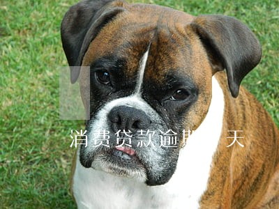 消费贷款逾期5天