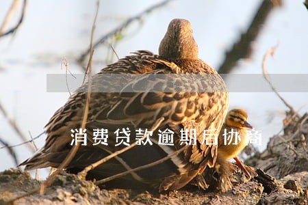 消费贷款逾期后协商 消费贷款逾期后协商