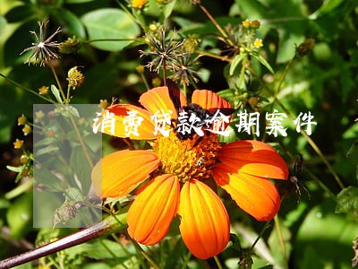 消费贷款逾期案件 消费贷款逾期案件