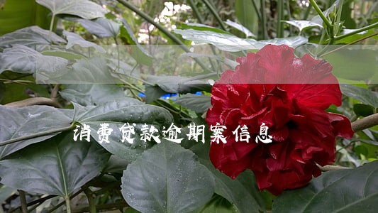 消费贷款逾期案信息 消费贷款逾期案信息