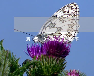 消费贷款逾期率 消费贷款逾期率