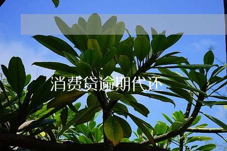 消费贷逾期代还 消费贷逾期代还