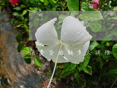消费贷逾期多久消除