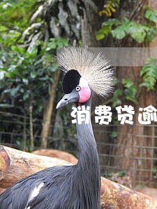 消费贷逾期客户增多