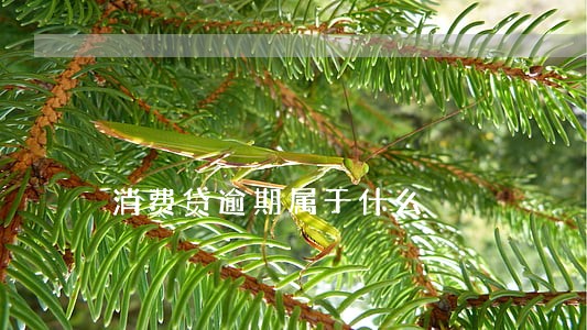 消费贷逾期属于什么