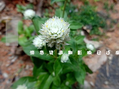 消费贷逾期影响已还房贷 消费贷逾期影响已还房贷
