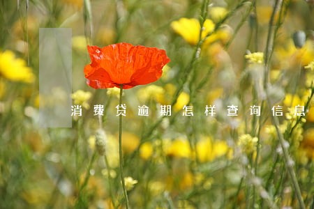 消费贷逾期怎样查询信息来源 消费贷逾期怎样查询信息来源