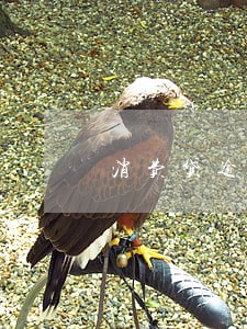 消费贷逾期满60天