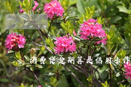 消费贷逾期算是信用卡诈骗吗 消费贷逾期算是信用卡诈骗吗
