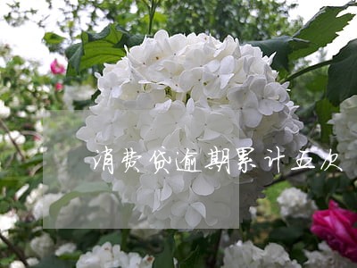 消费贷逾期累计五次 消费贷逾期累计五次