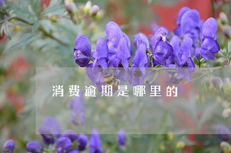 消费逾期是哪里的