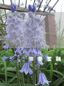 消费金融借贷逾期 消费金融借贷逾期