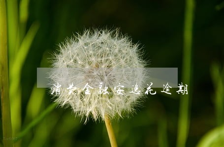 消费金融安逸花逾期 消费金融安逸花逾期