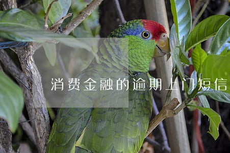 消费金融的逾期上门短信 消费金融的逾期上门短信
