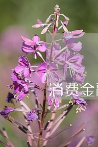 消费金融贷款逾期上门 消费金融贷款逾期上门