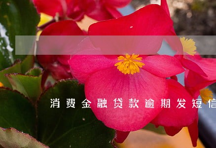 消费金融贷款逾期发短信通知
