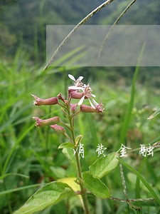 消费金融贷款逾期短信 消费金融贷款逾期短信