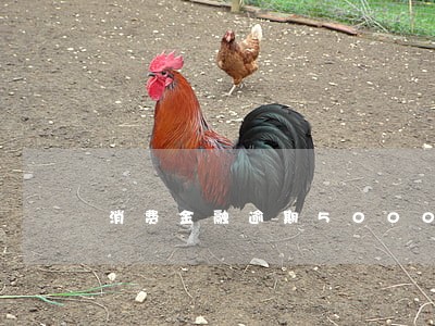 消费金融逾期5000催收上门 消费金融逾期5000催收上门