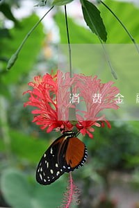 消费金融逾期一次偿还债务 消费金融逾期一次偿还债务