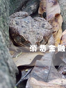 消费金融逾期协商 消费金融逾期协商