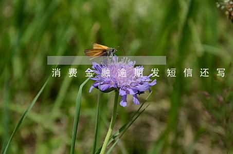 消费金融逾期发短信还写退订回T 消费金融逾期发短信还写退订回T