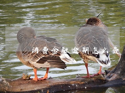 消费金融逾期怎么查 消费金融逾期怎么查