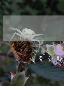 消费金融逾期率计算 消费金融逾期率计算