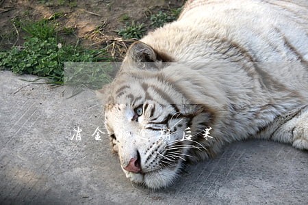 消金贷逾期后果 消金贷逾期后果