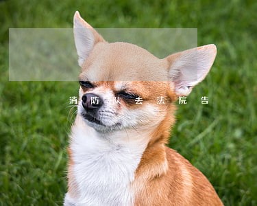 消防队去法院告 消防队去法院告
