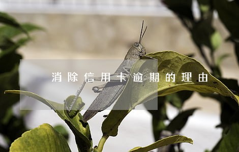 消除信用卡逾期的理由 消除信用卡逾期的理由