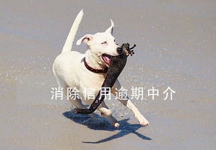消除信用逾期中介 消除信用逾期中介
