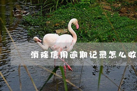 消除信用逾期记录怎么收费 消除信用逾期记录怎么收费