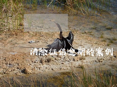 消除征信逾期的案例 消除征信逾期的案例