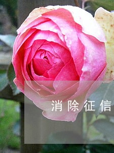消除征信逾期记录需要多久 消除征信逾期记录需要多久