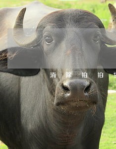 消除拍拍贷逾期 消除拍拍贷逾期