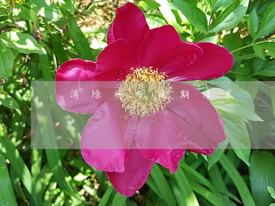 消除网贷逾期话术