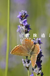 消除逾期的公司 消除逾期的公司