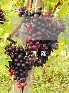 消除逾期程序 消除逾期程序