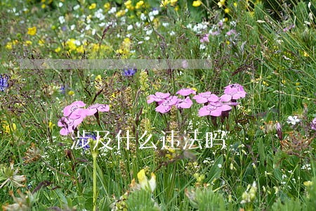 涉及什么违法吗 涉及什么违法吗