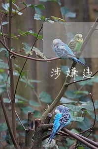 涉嫌违法变造车辆号牌 涉嫌违法变造车辆号牌