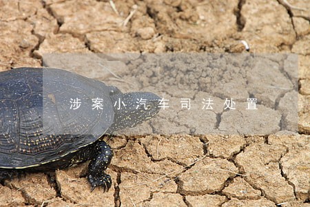 涉案小汽车司法处置 涉案小汽车司法处置