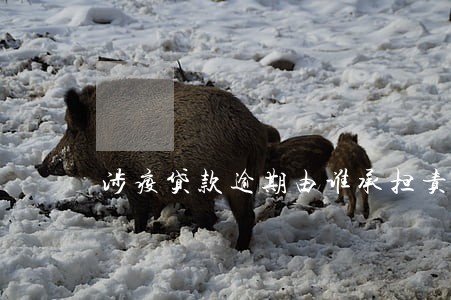 涉疫贷款逾期由谁承担责任纠纷 涉疫贷款逾期由谁承担责任纠纷