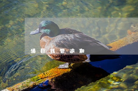 涌巨钱包逾期 涌巨钱包逾期
