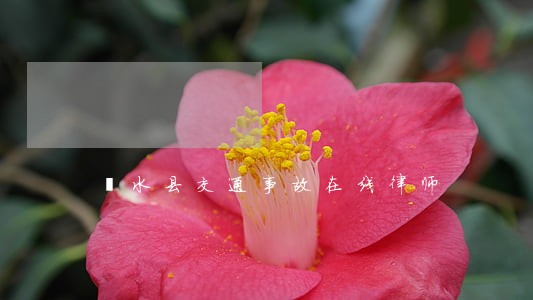 涞水县交通事故在线律师 涞水县交通事故在线律师