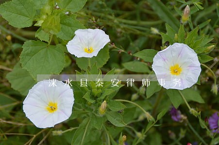 涞水县泰安律师事务 涞水县泰安律师事务