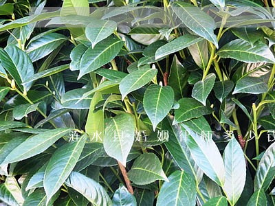 涟水县婚姻律师多少钱 涟水县婚姻律师多少钱