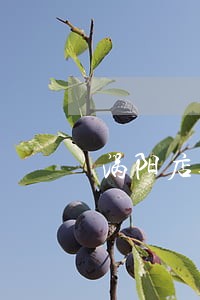 涡阳店集镇债务纠纷律师事务所 涡阳店集镇债务纠纷律师事务所