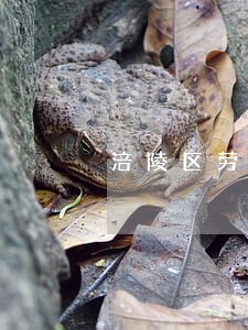 涪陵区劳动赔偿律师 涪陵区劳动赔偿律师
