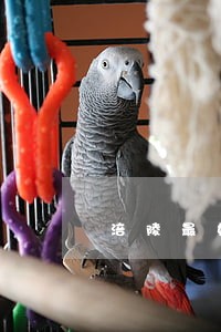 涪陵最好的离婚律师